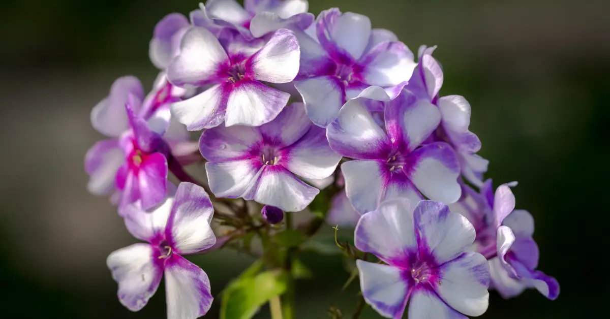 Comment planter, entretenir et faire fleurir le Phlox pour un jardin