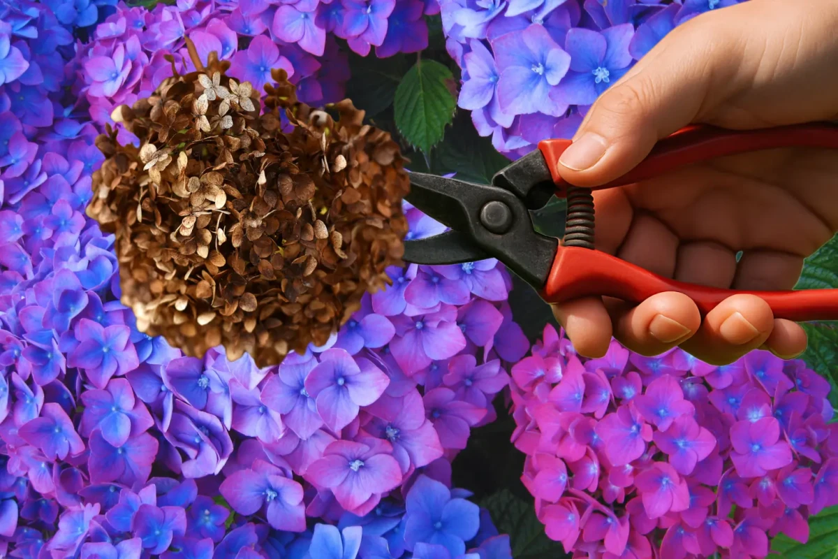 Quelle est la meilleure méthode pour entretenir les hortensias couper — free download