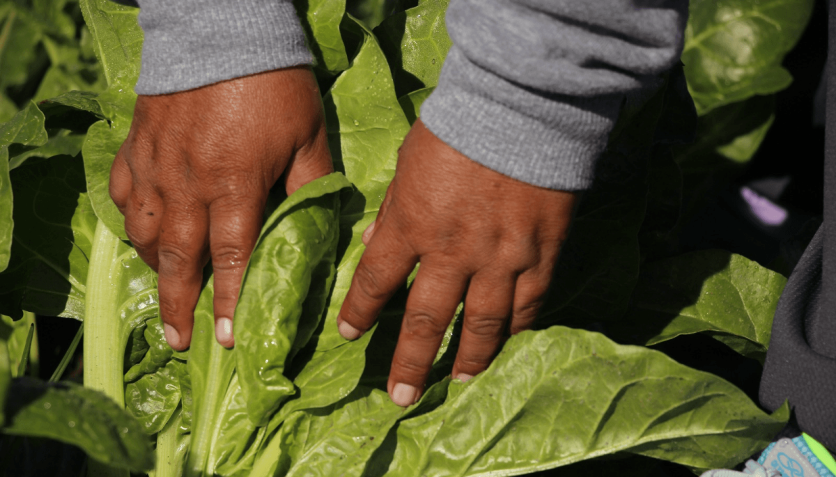 Plus de 40 000 bénéficiaires : à Cordoue, ils livrent des kits de semences pour « La Huerta en Tu Hogar »
