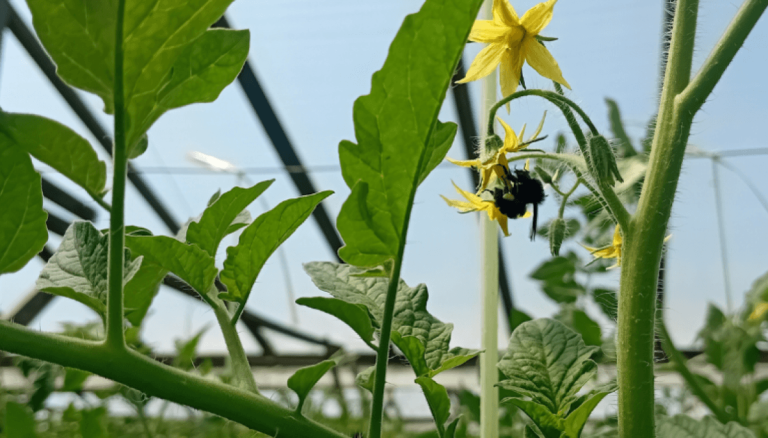 Jardins biodiversifies labeille indigene un pollinisateur qui ameliore le png